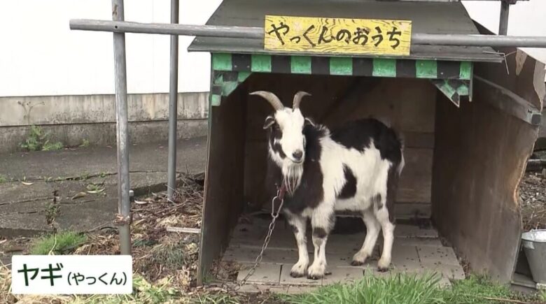 四十住さくらの両親(父•母)の職業【顔画像】遠征費で破産寸前⁉︎